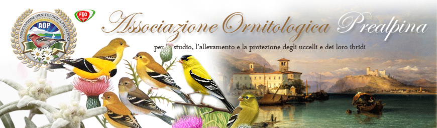 testata home prealpina